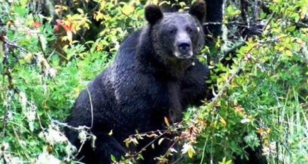भालुओं के हमले से उत्तरकाशी के सुदूर क्षेत्र के लोग परेशान,वन विभाग मौन