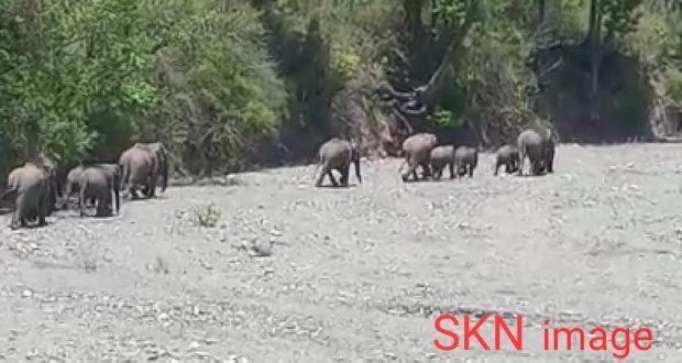 देहरादुन के थानों क्षेत्र में लॉक डाउन का मजा लेने सड़को पर आ रहे हाथी